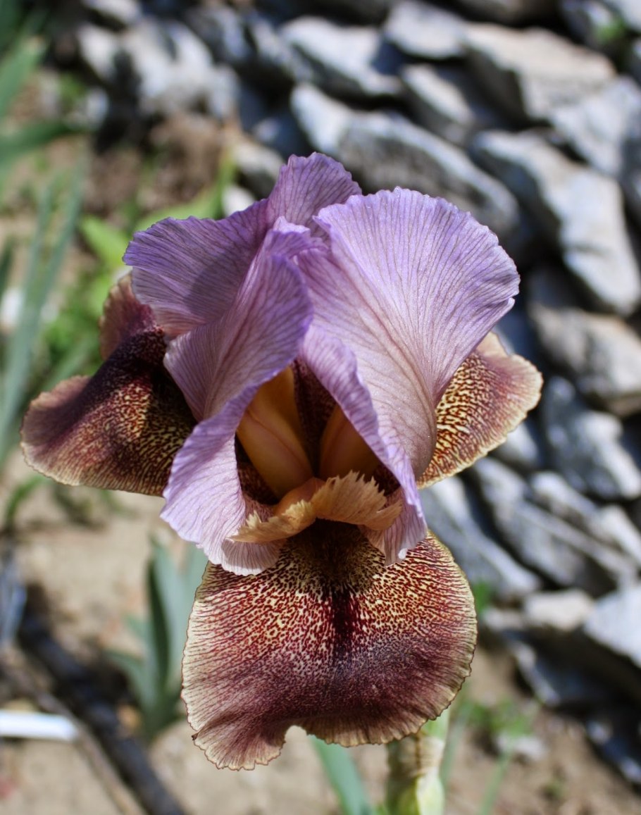 Ирис карликовый little satire