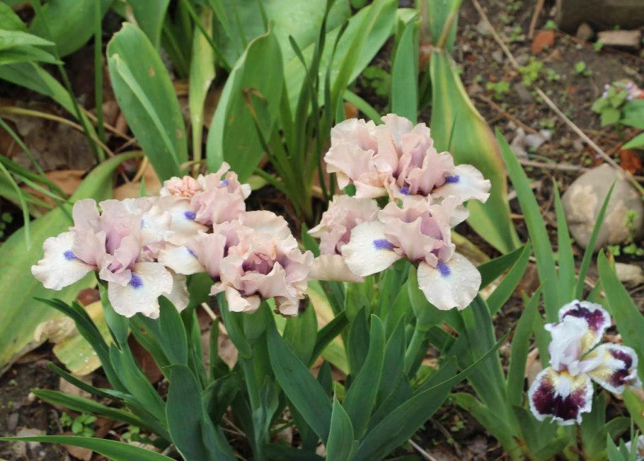 Ирис Iris pumila Michael Paul