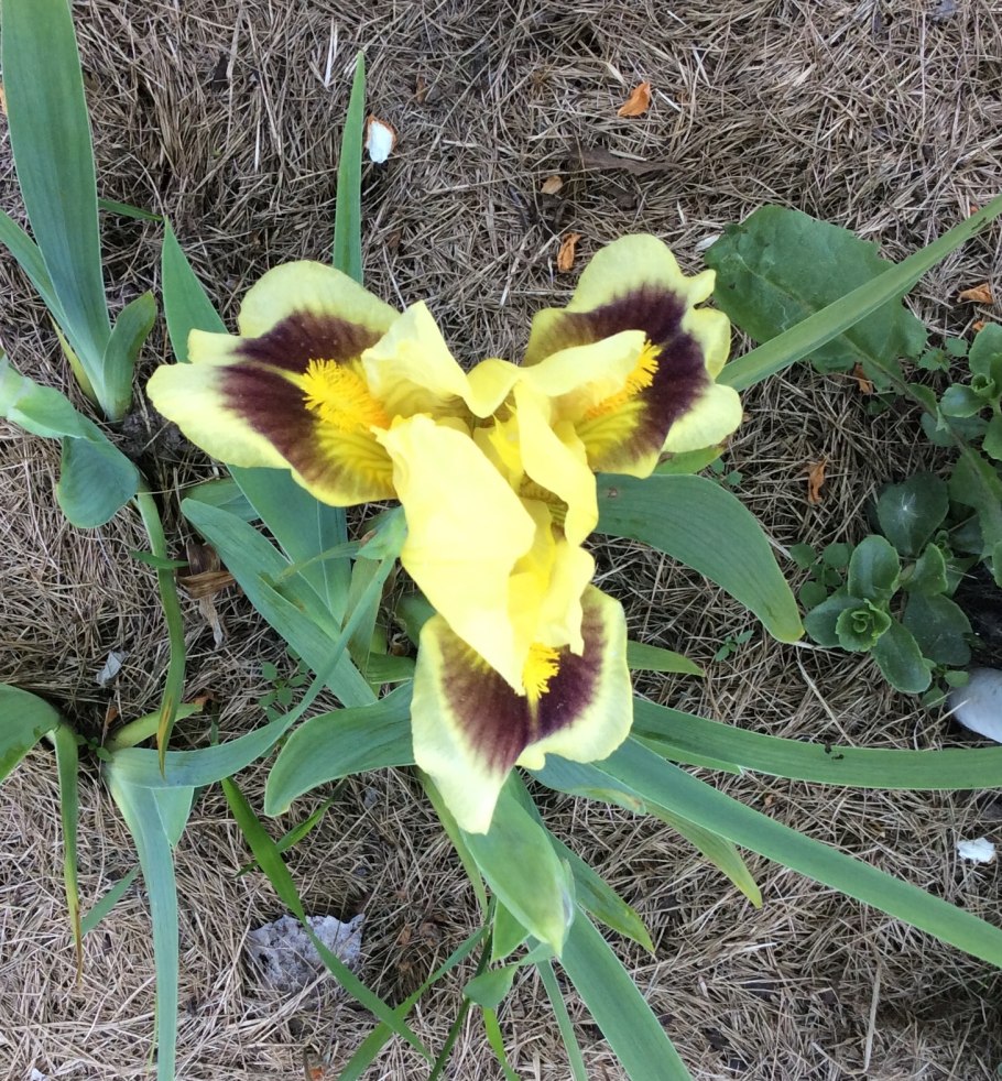 Бородатые ирисы