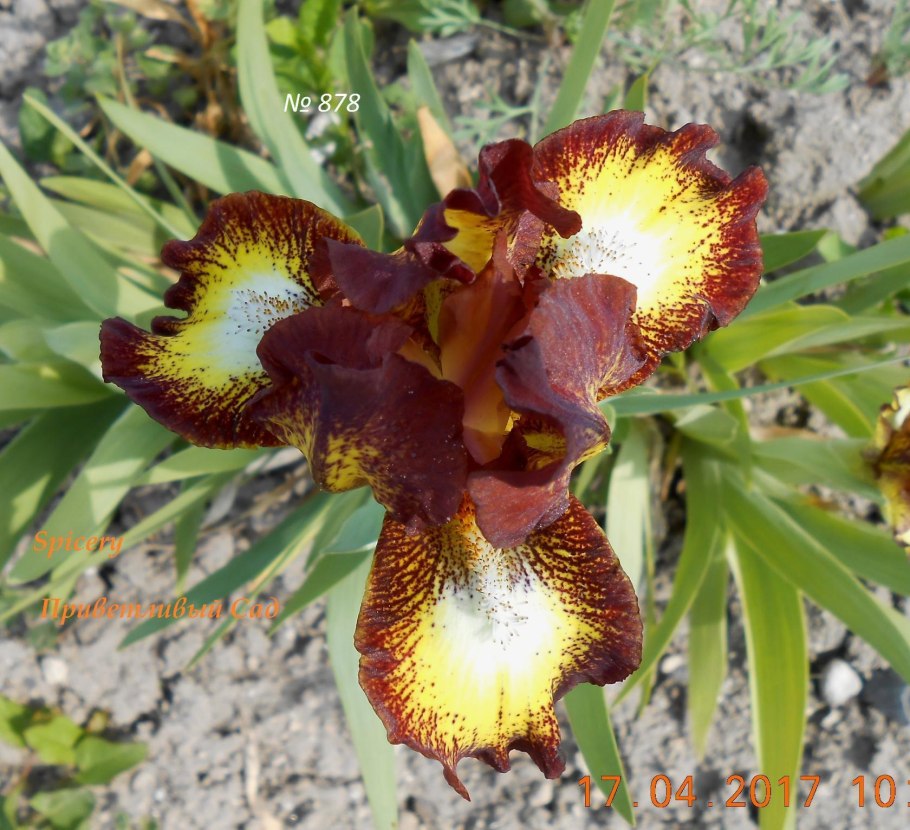 Ирис Sky Gambler