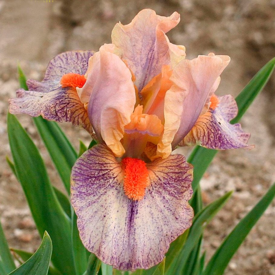 Ирис карликовый мавр