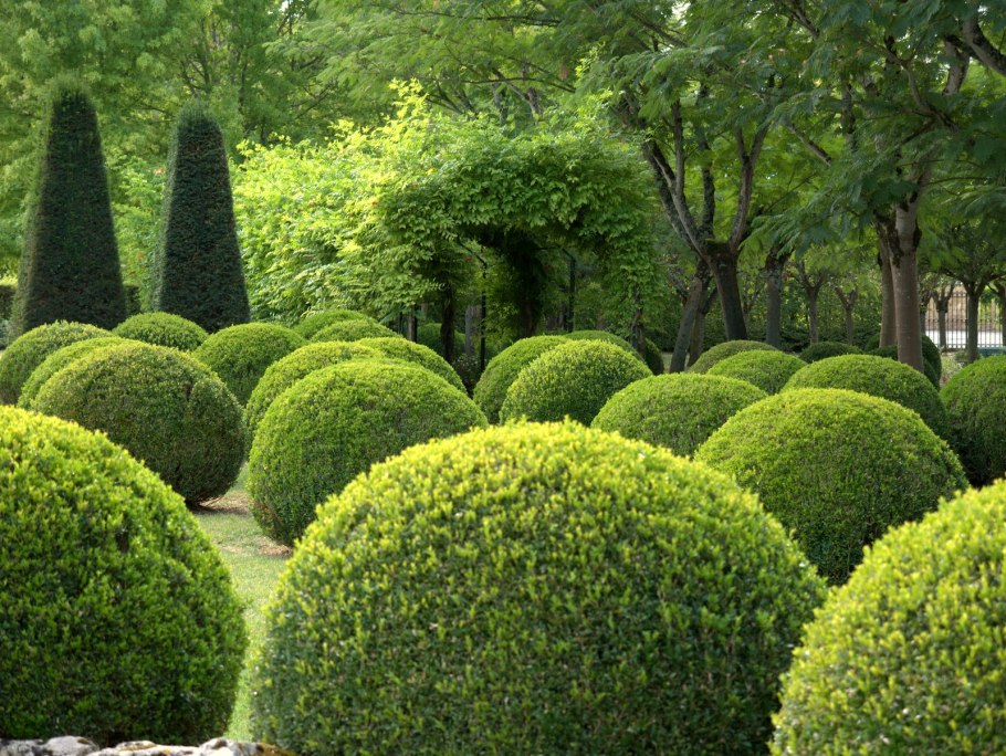 Хвойники с шаровидной кроной
