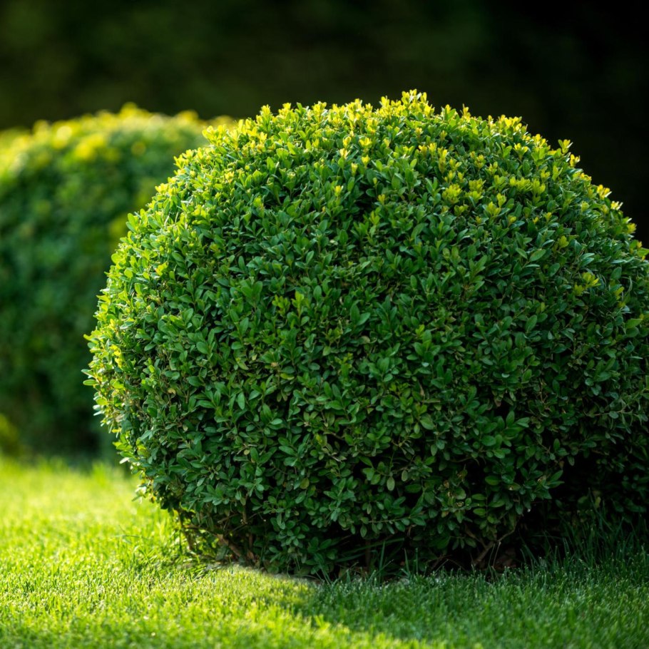 Самшит вечнозеленый Buxus sempervirens