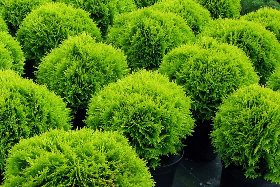 Туя Глобоза Даника