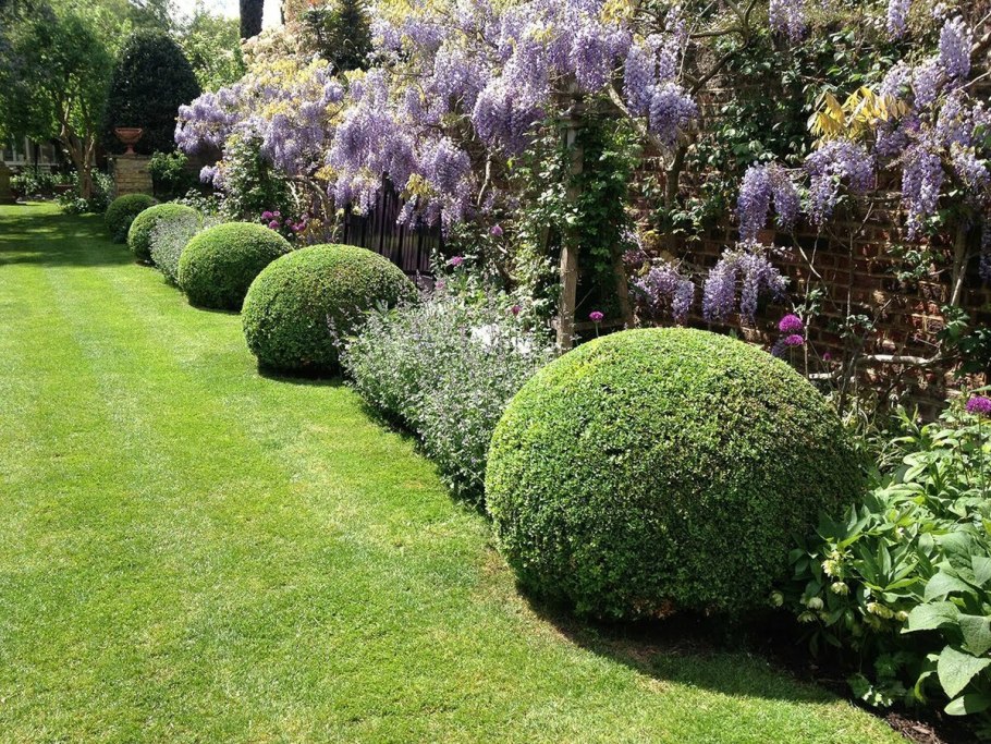 Самшит вечнозеленый в ландшафте