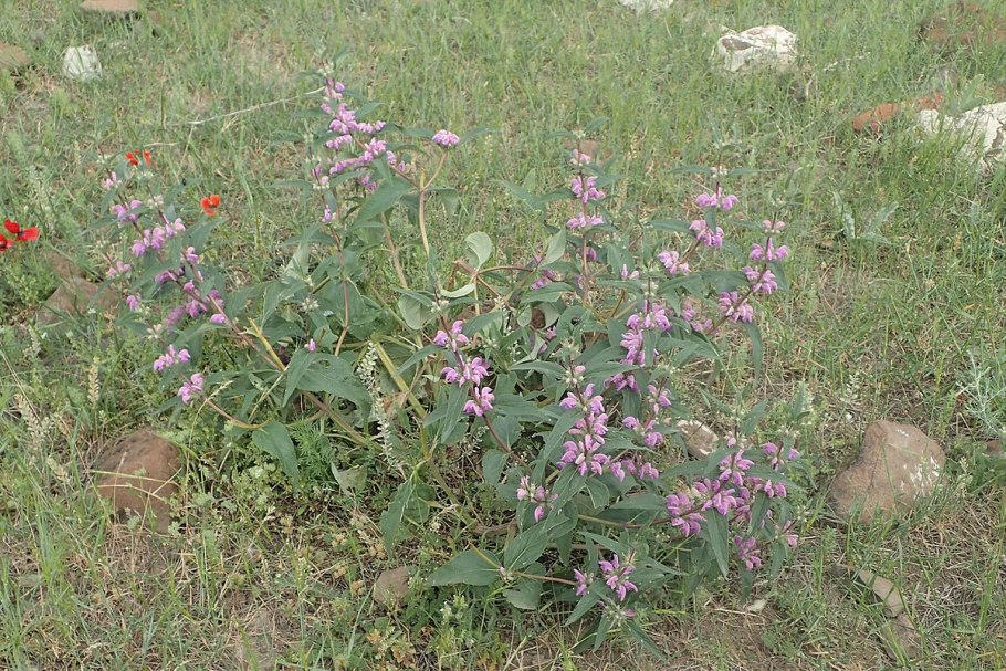 Зопник клубненосный Phlomis
