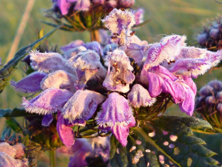 Phlomoides ostrowskiana