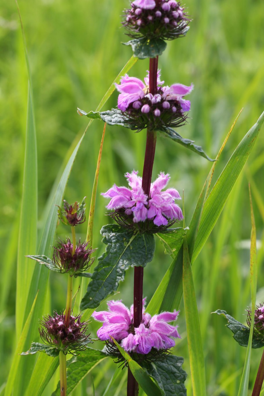 Зопник клубненосный (Phlomis tuberosa)