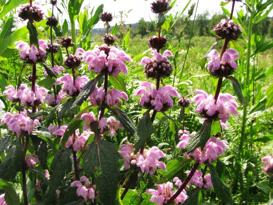 Phlomis tuberosa l.— зопник клубненосный