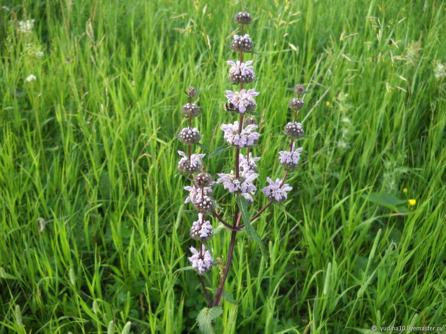 Зопник клубненосный (Phlomis tuberosa)