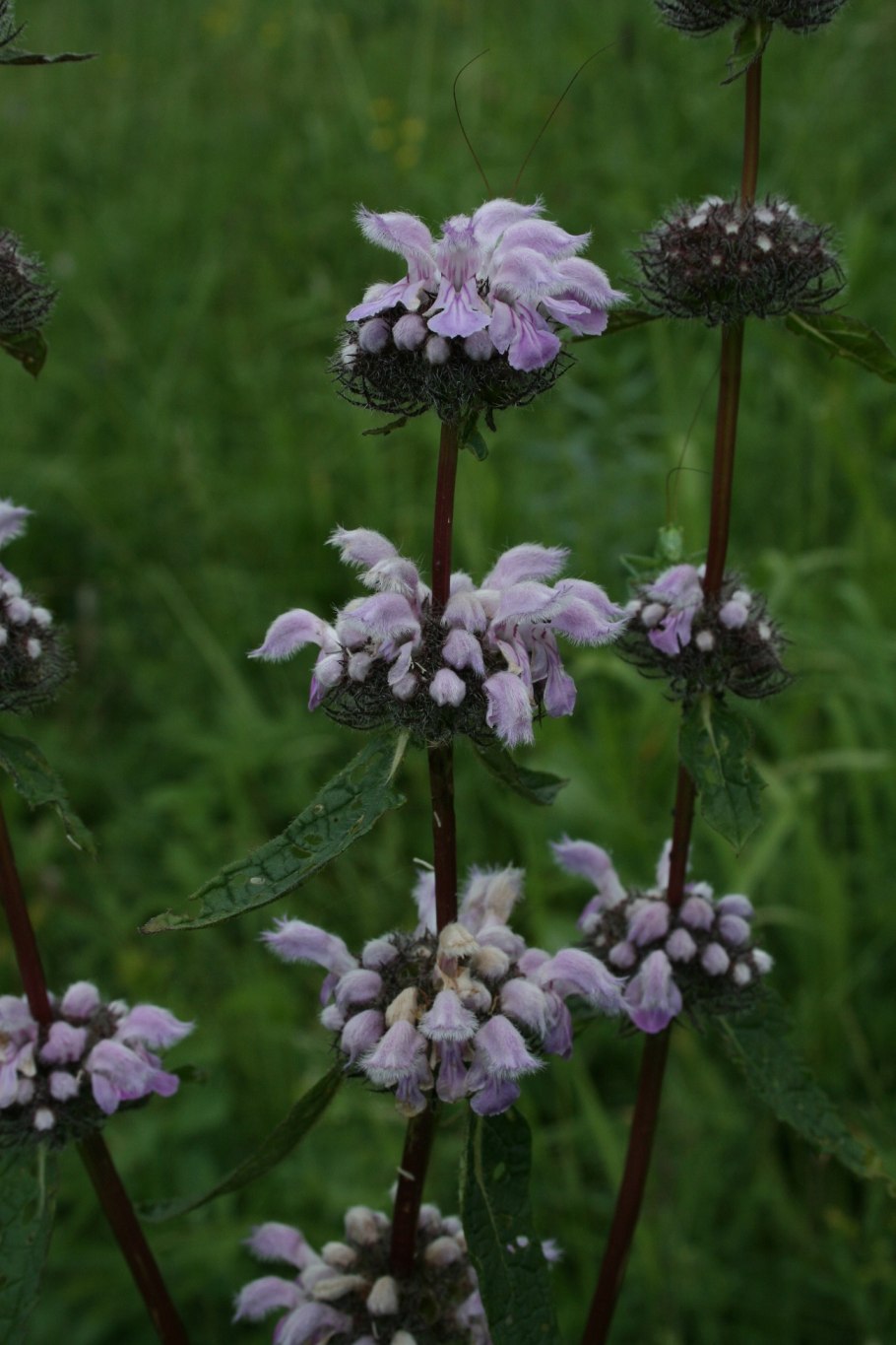 Зопник клубненосный (Phlomis tuberosa)
