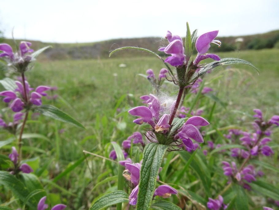 Зопник клубненосный phlomoídes tuberósa
