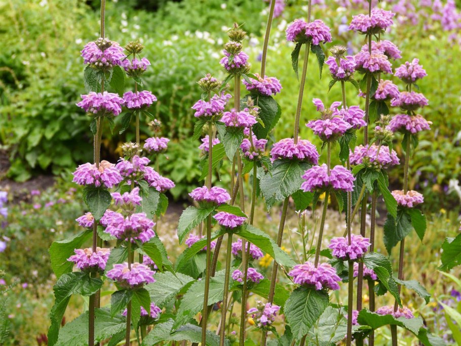 Зопник клубненосный phlomoídes tuberósa