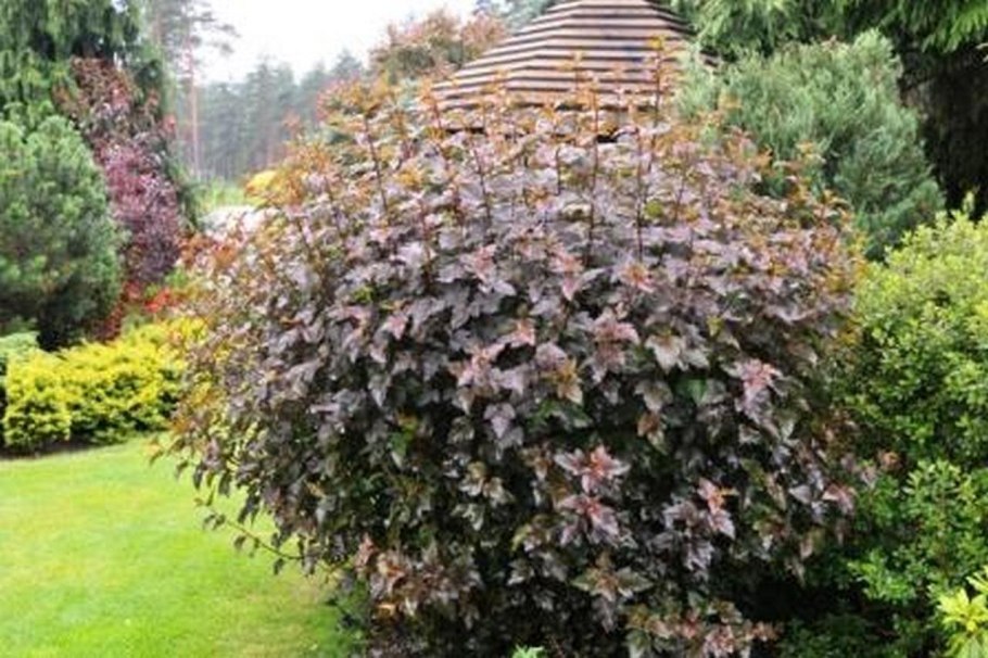 Лещина краснолистная