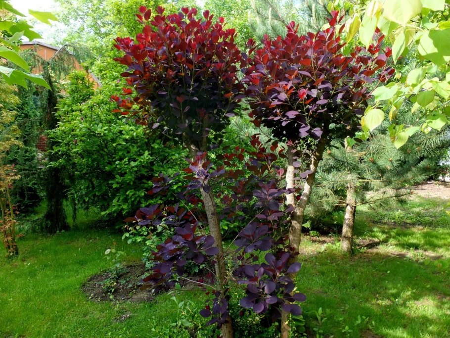 Лещина обыкновенная краснолистная