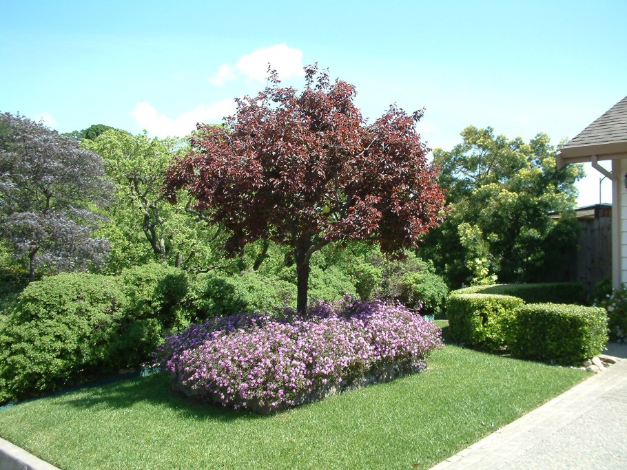 Барбарис оттавский Суперба куст