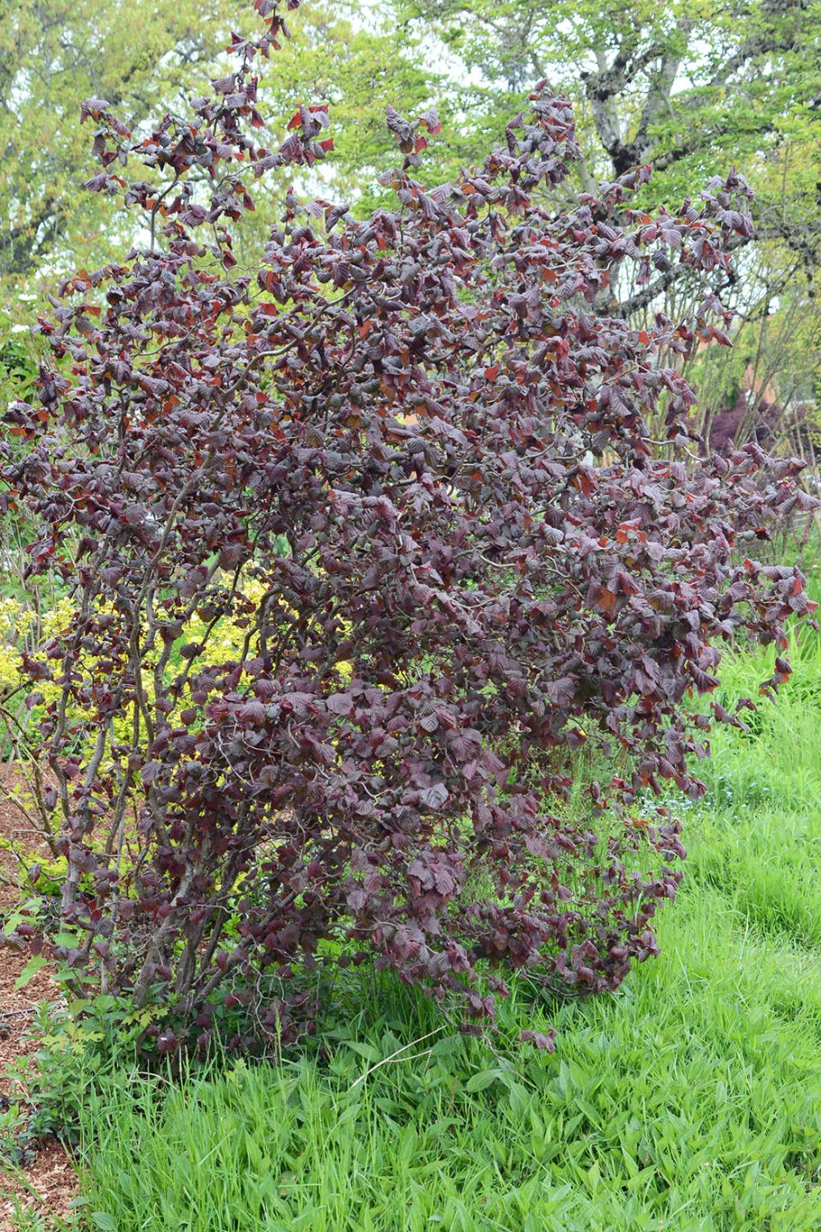 Лещина обыкновенная Пурпуреа