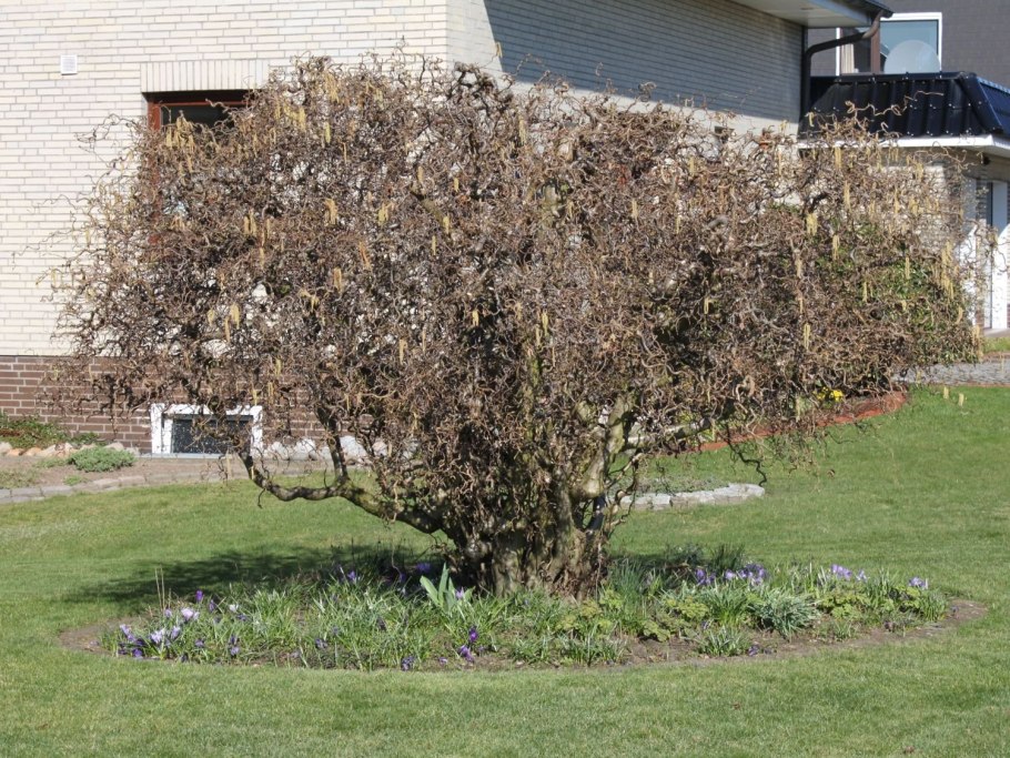 Клен Гиннала на штамбе