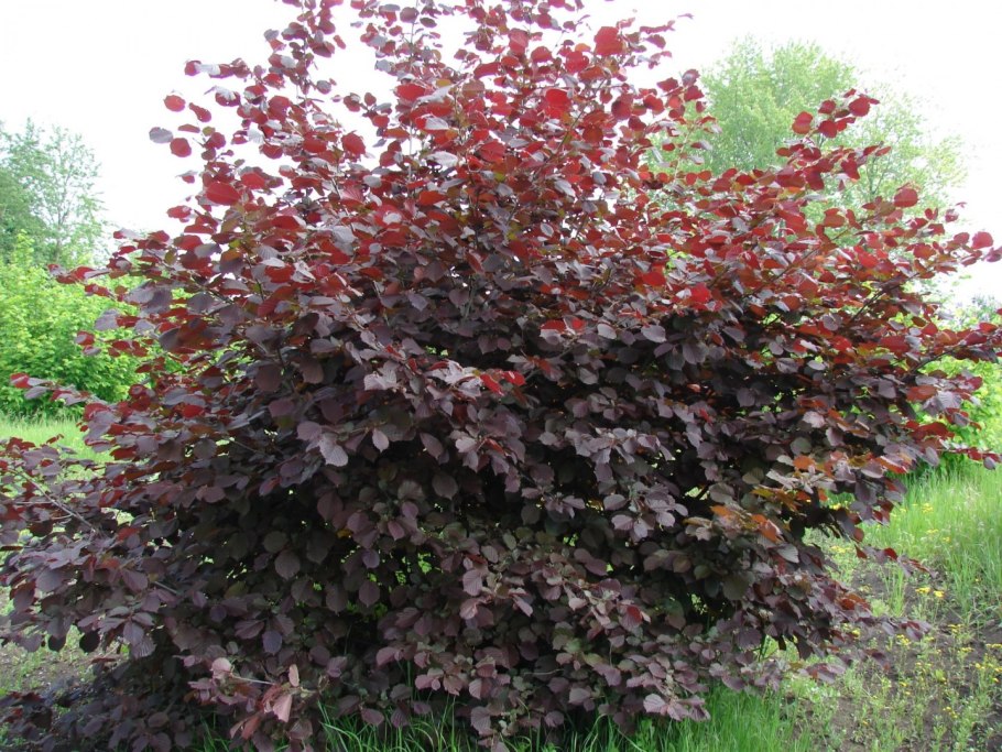 Бук Лесной Fagus sylvatica