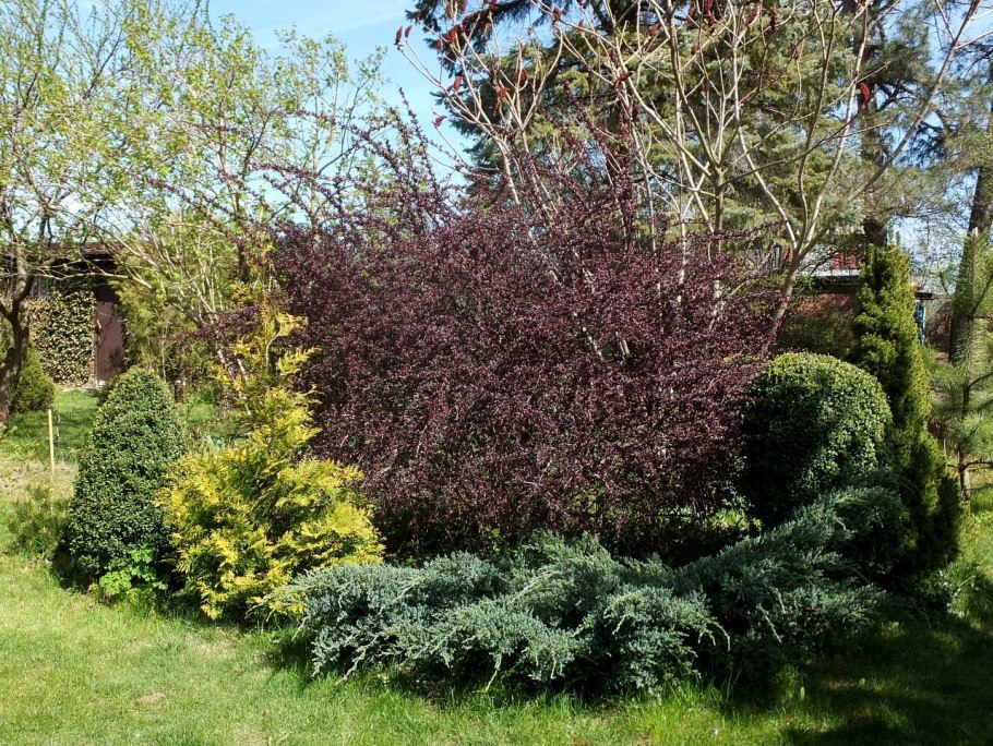 Фундук краснолистный сирена