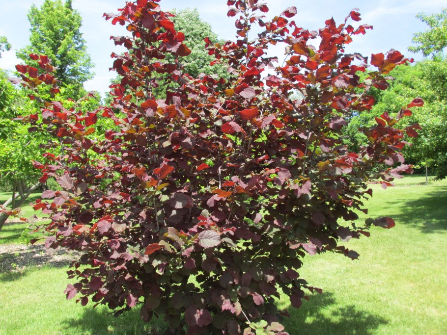 Лещина краснолистная Московский Рубин