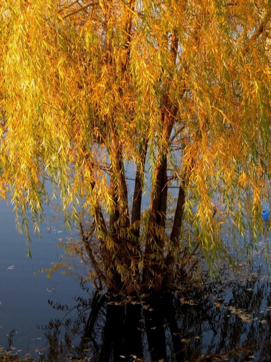 Плакучая Ива листья