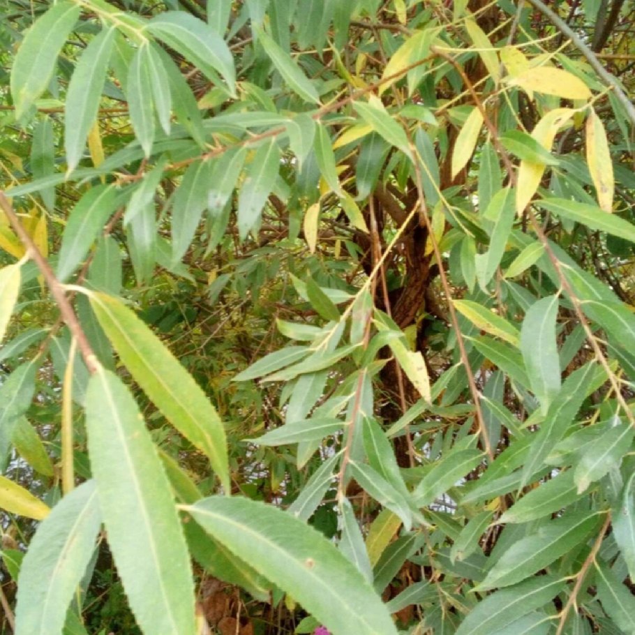 Ивовый лист осенью