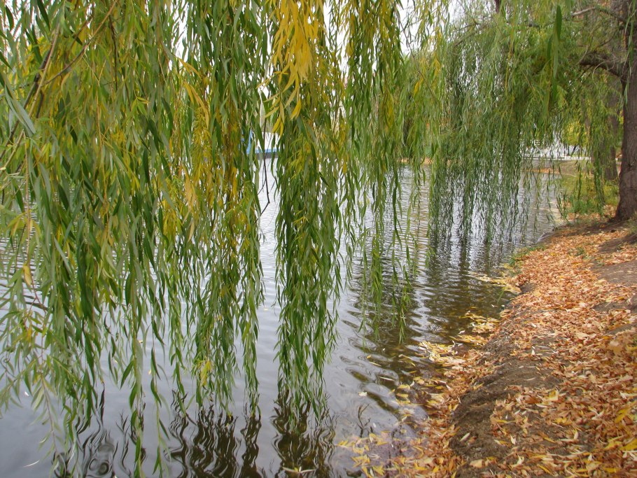 Ива белая (Salix Alba)