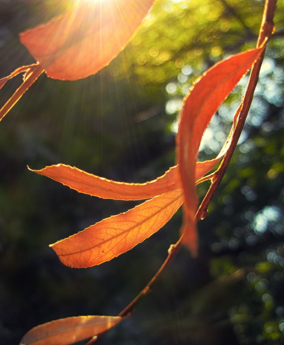 Ива остролистная плакучая