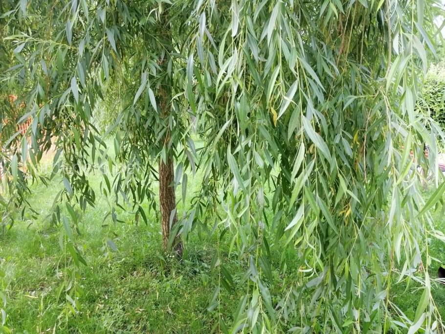 Плакучая Ива у воды осень