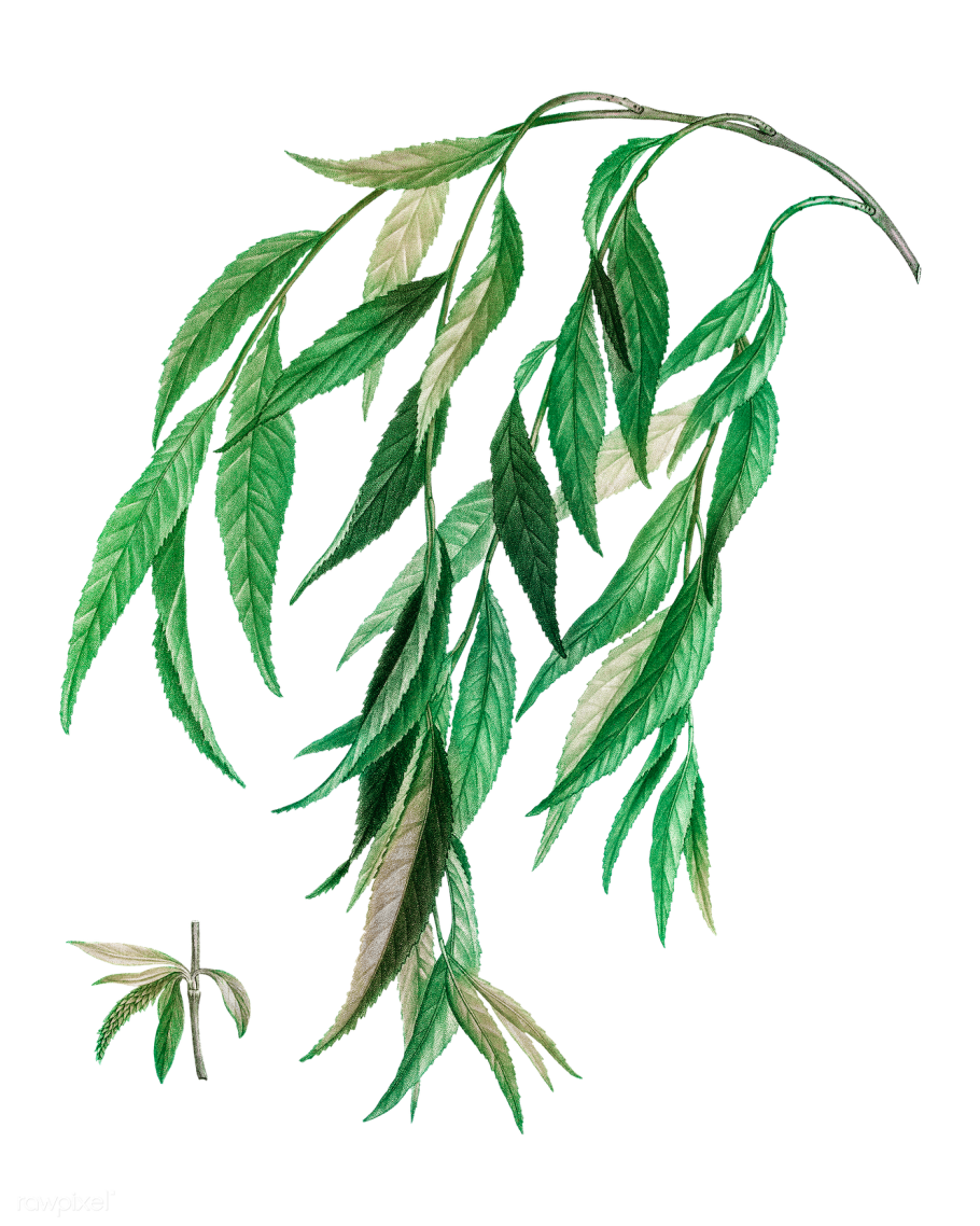 Ива белая (Salix Alba)