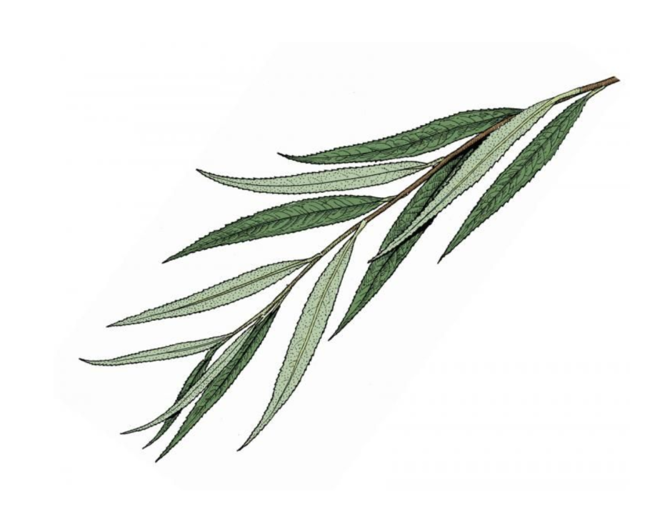 Ива Вавилонская (Salix babylonica)