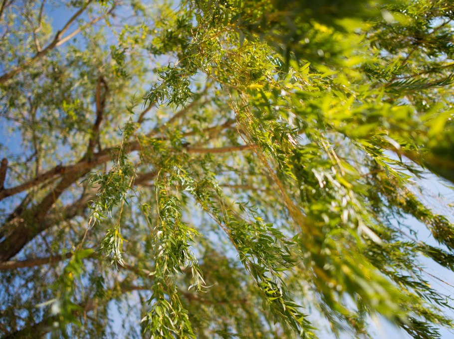 Ива золотистоволосистая