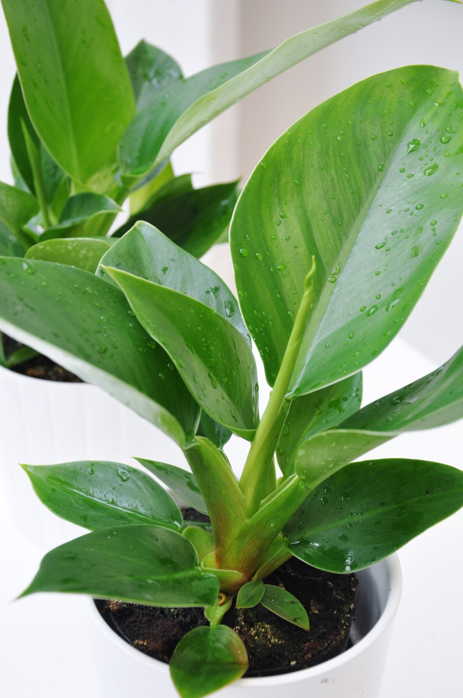 Филодендрон Серратум оранж