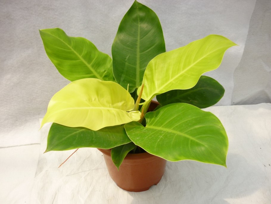 Филодендрон Golden Princess