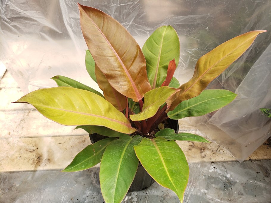 Филодендрон Aureum