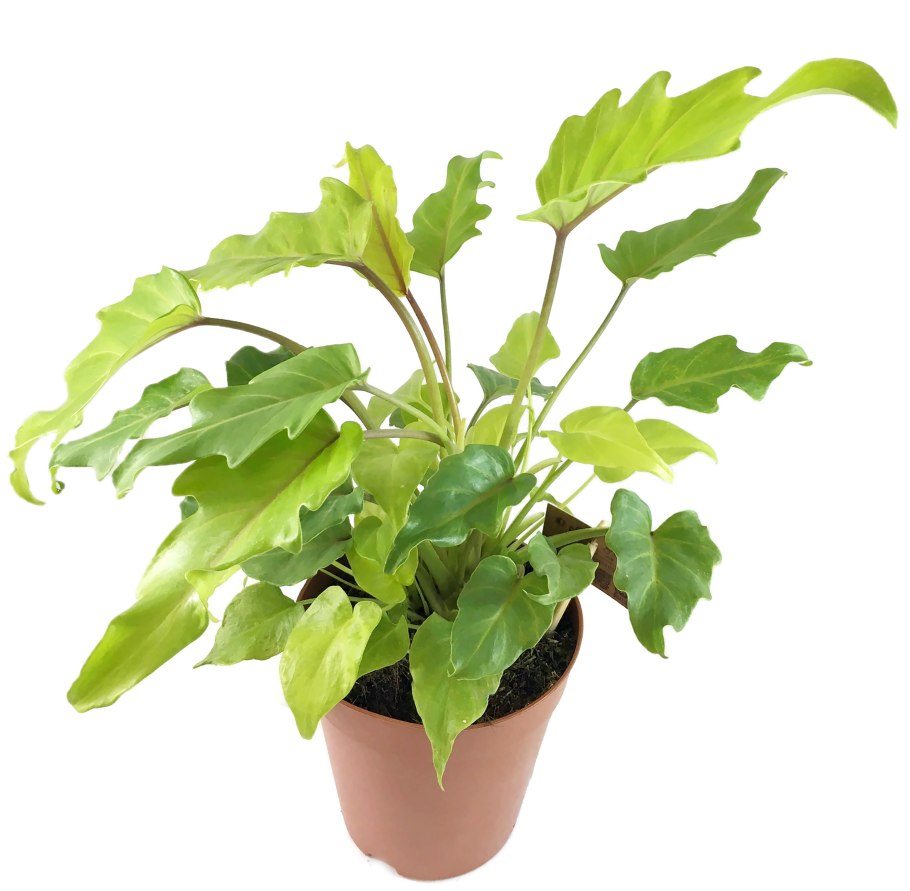 Филодендрон гри принцес