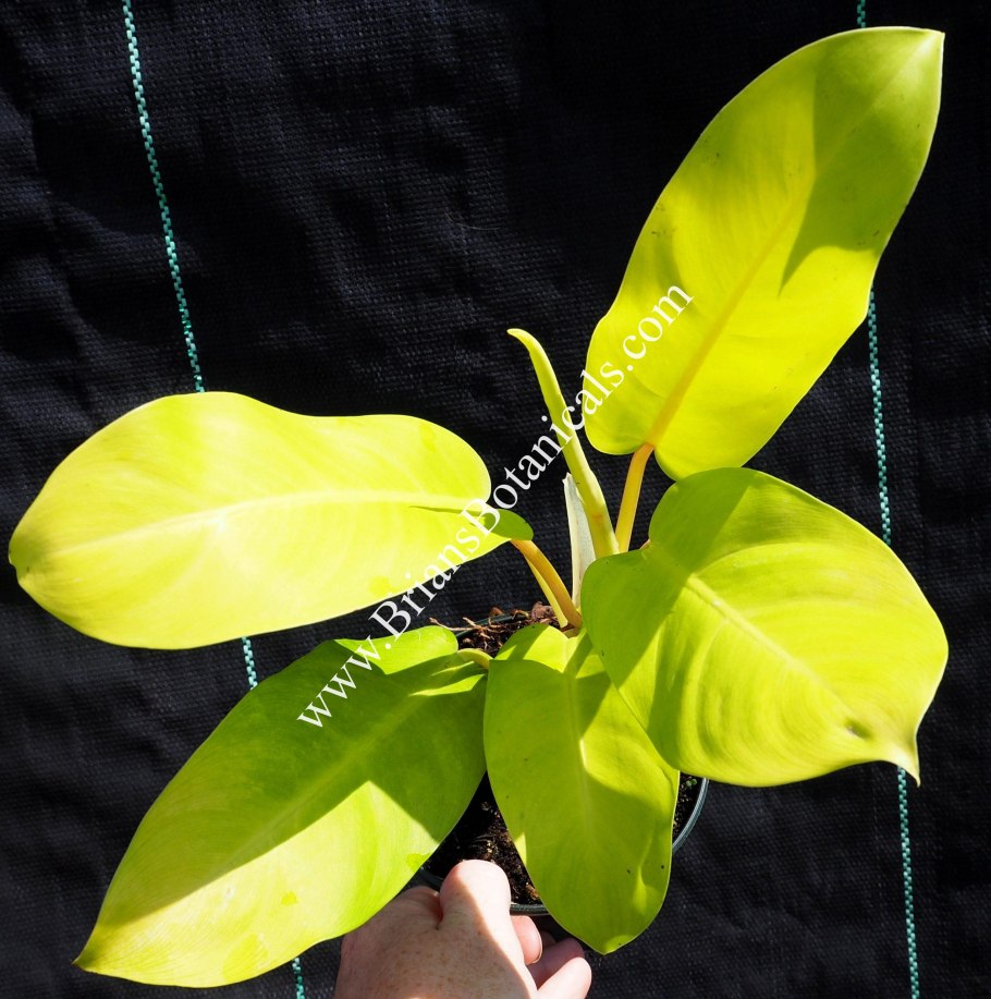 Филодендрон Малай Голд