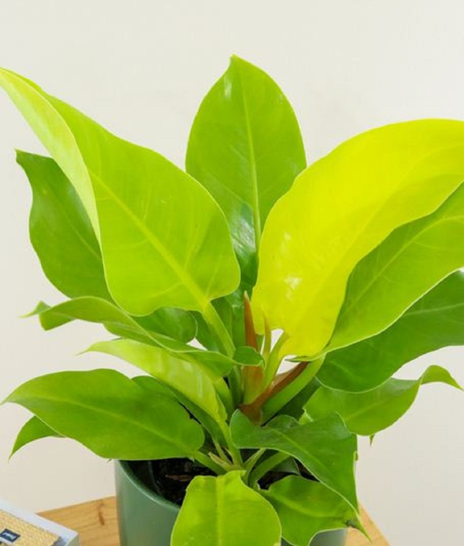 Филодендрон Lemon Lime