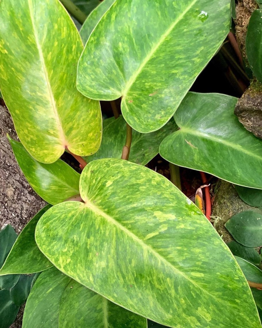 Филодендрон Мунлайт