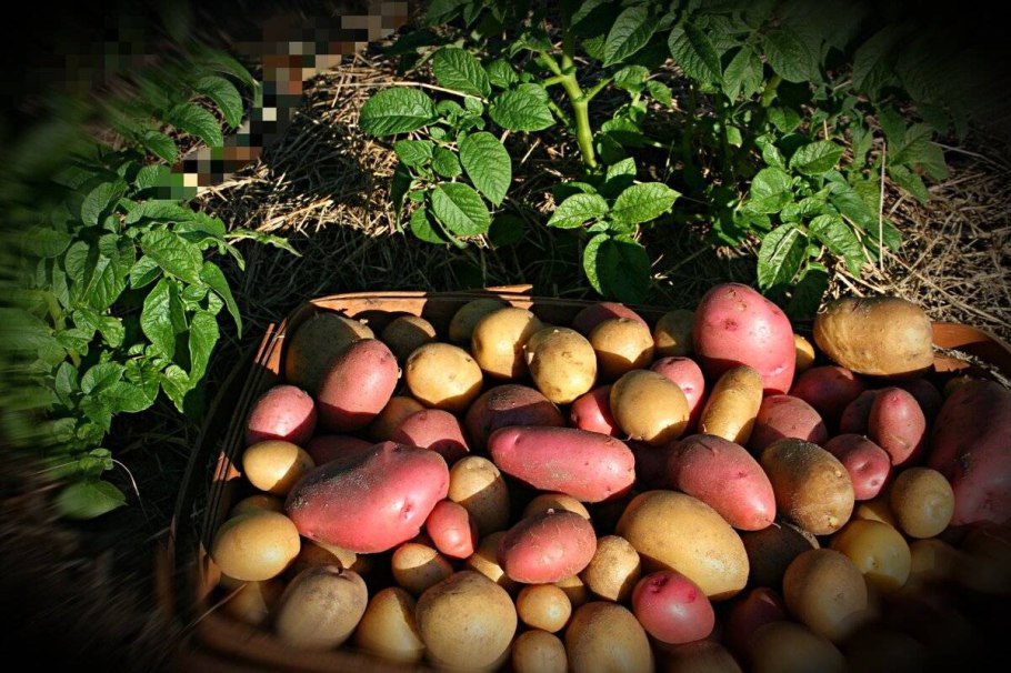 Окучивание картофеля Гала