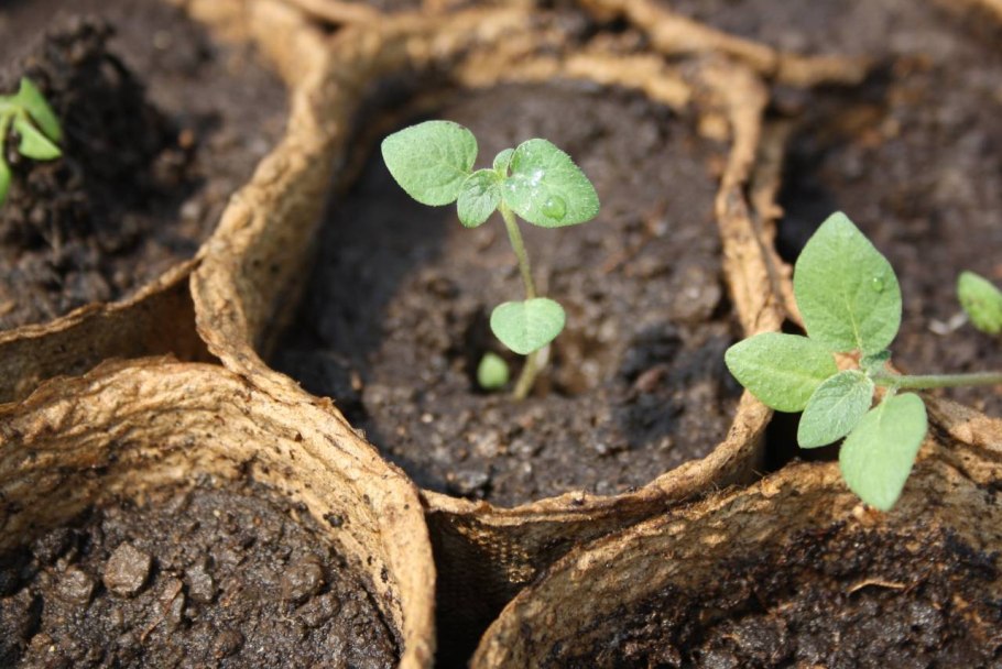 Сорт картофеля Лорх