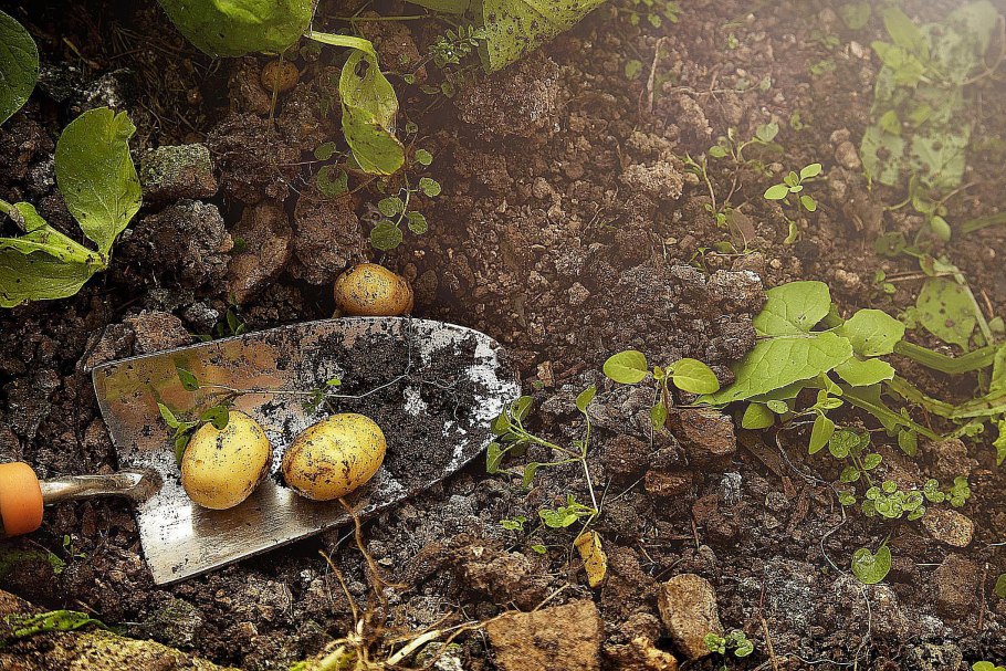 Урожай картофеля