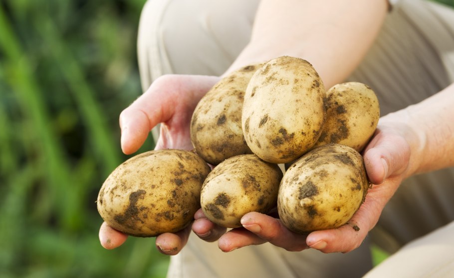 Огород с картошкой