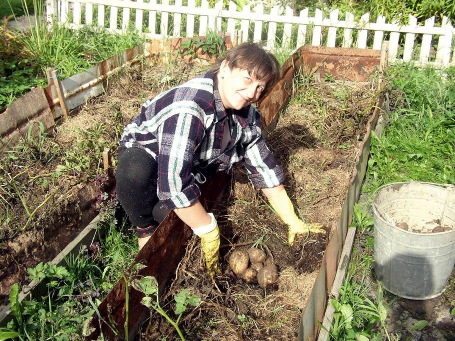 Клубни картофеля с ботвой