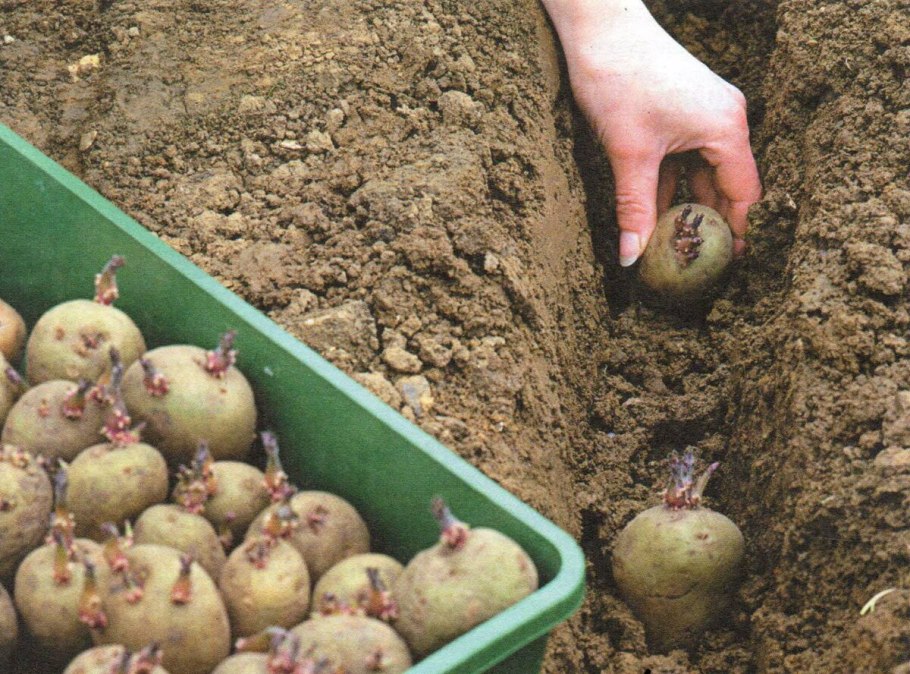 Посадка картофеля в солому