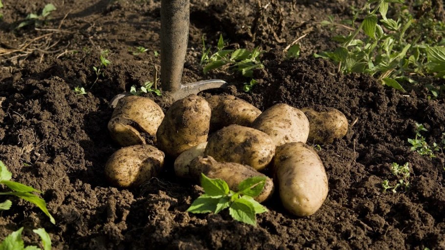 В огороде про картофель посадка