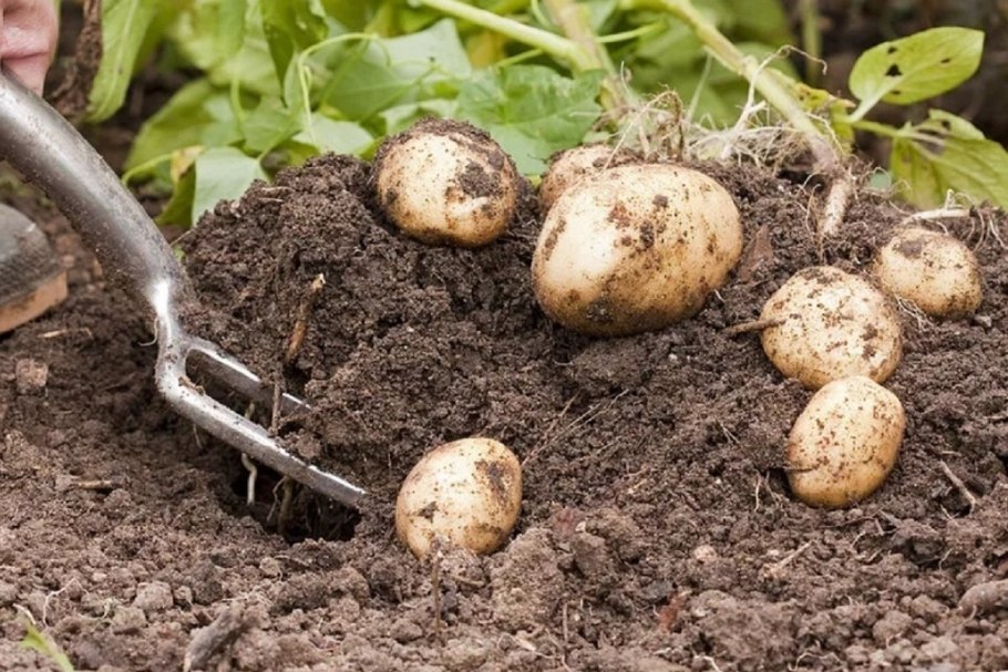 Сев картофеля