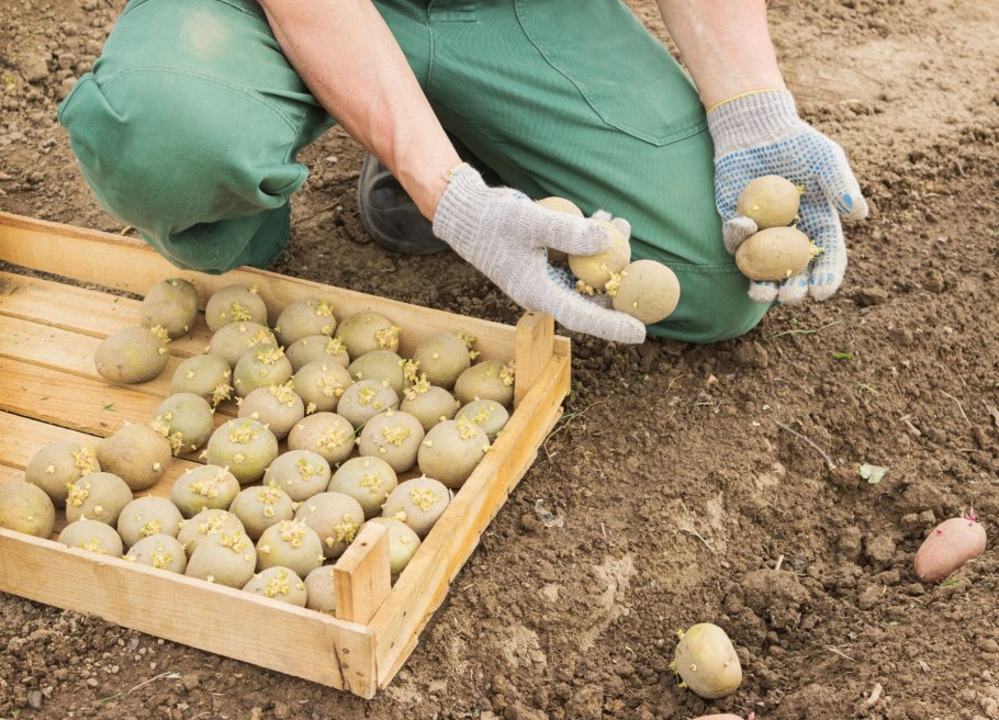 Всходы семян картофеля