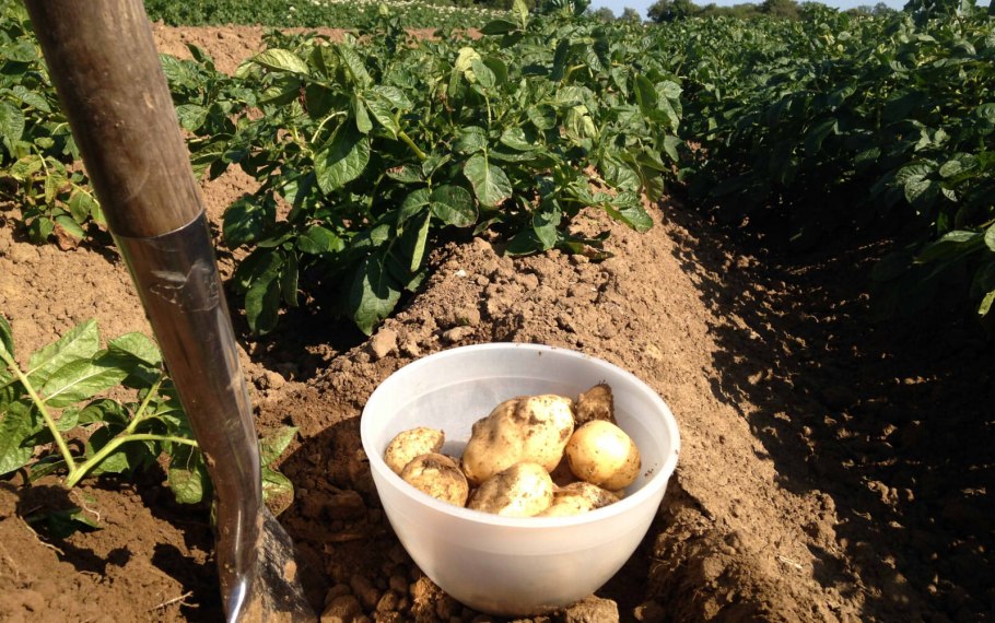 Картофель Нандина